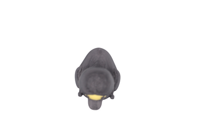 Wednesday Duck