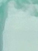 Bone Dragon 5 with Roses - Erratically Eccentric Creations